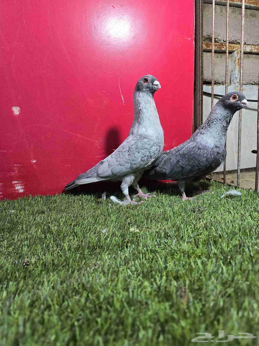 High-level Quqati Bath64218617890050110