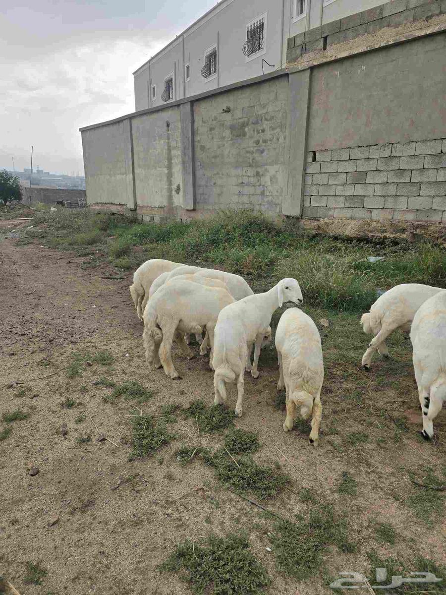 خرفان للبيع64219641563905111