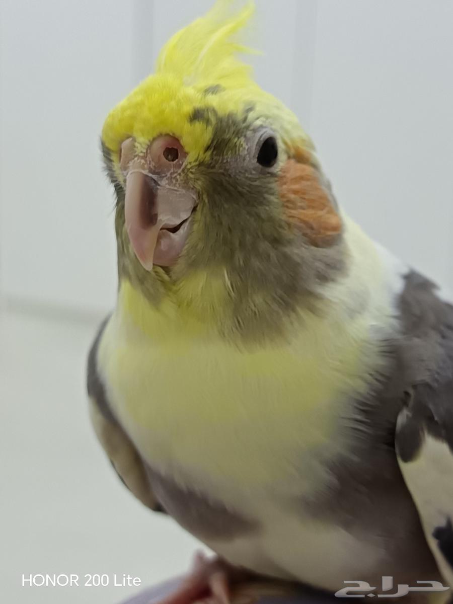 انثى كروان اليفه للبيع64229935377411111