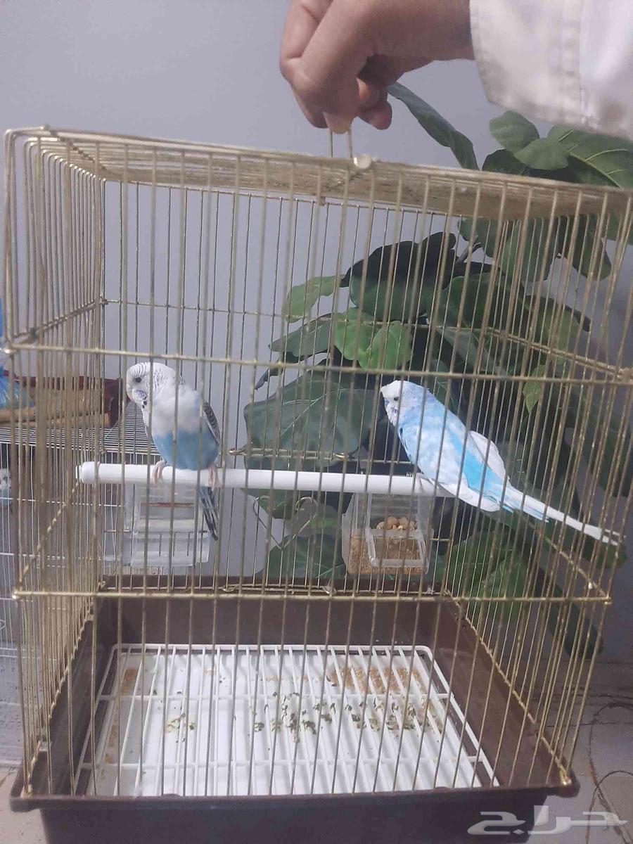 طيور حب عصافير بادج جوز64226990872193111