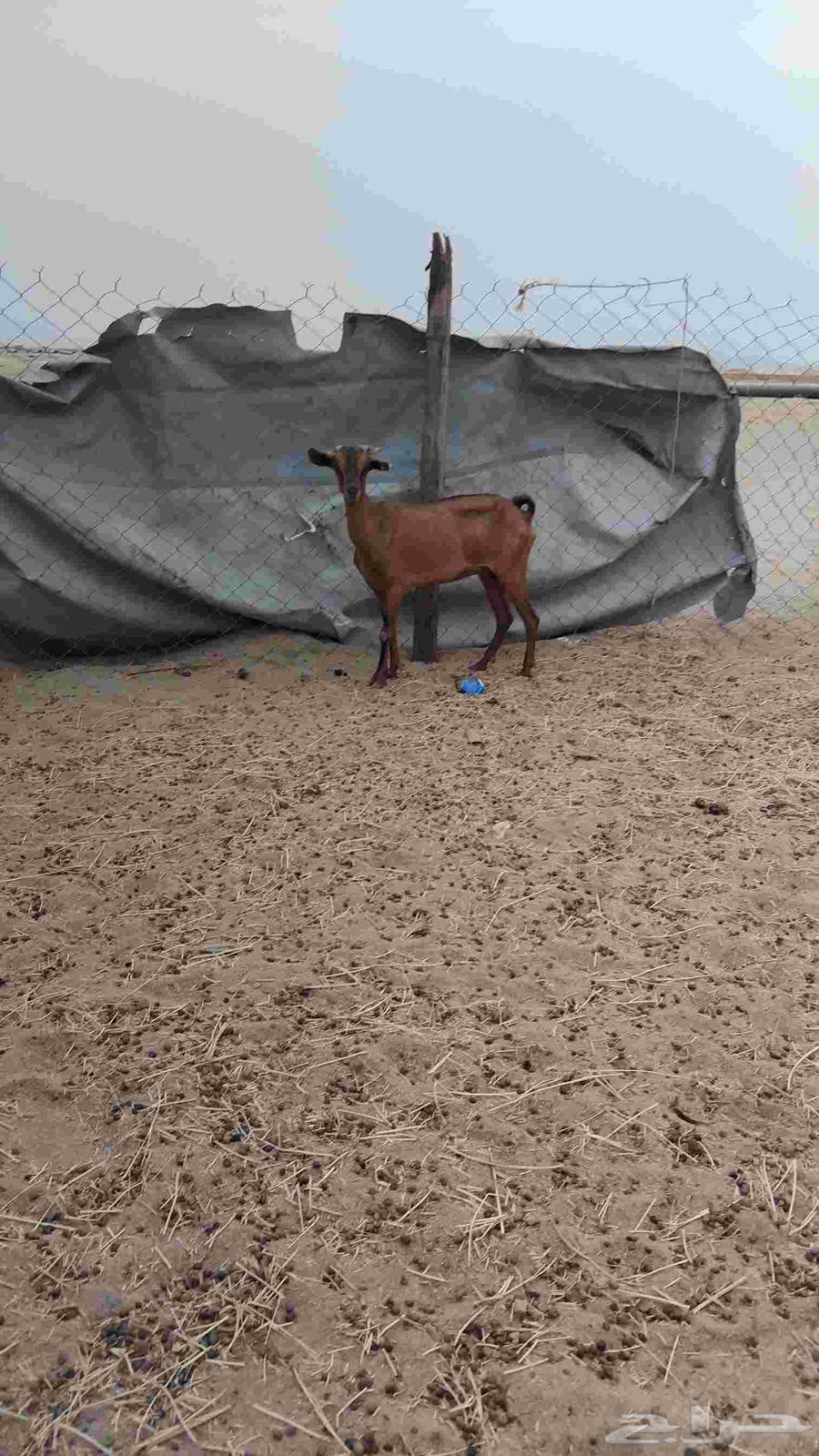 عنزه محالي طيبه64406457810050110