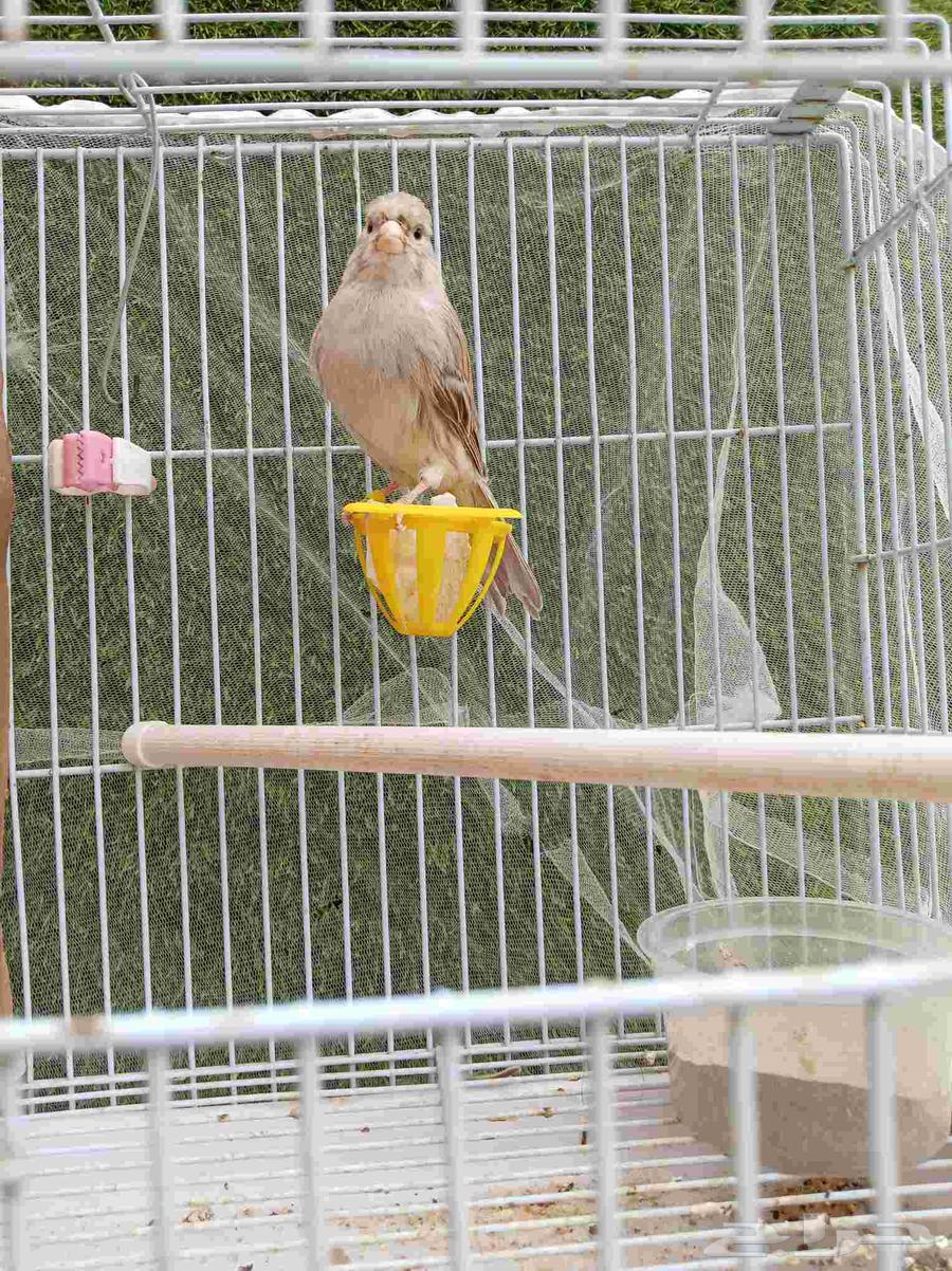 كناري أغات للبيع64219449811841110