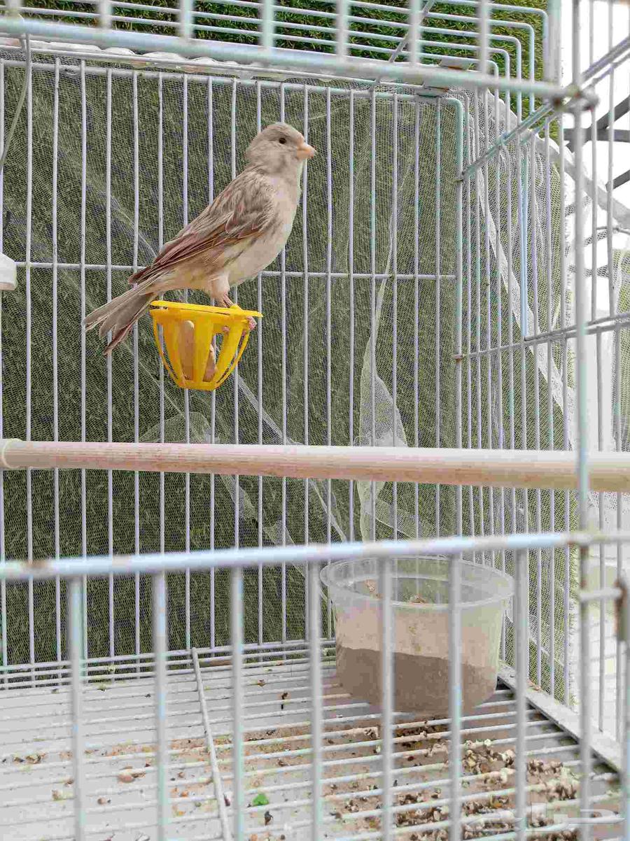 كناري أغات للبيع64219449811841111