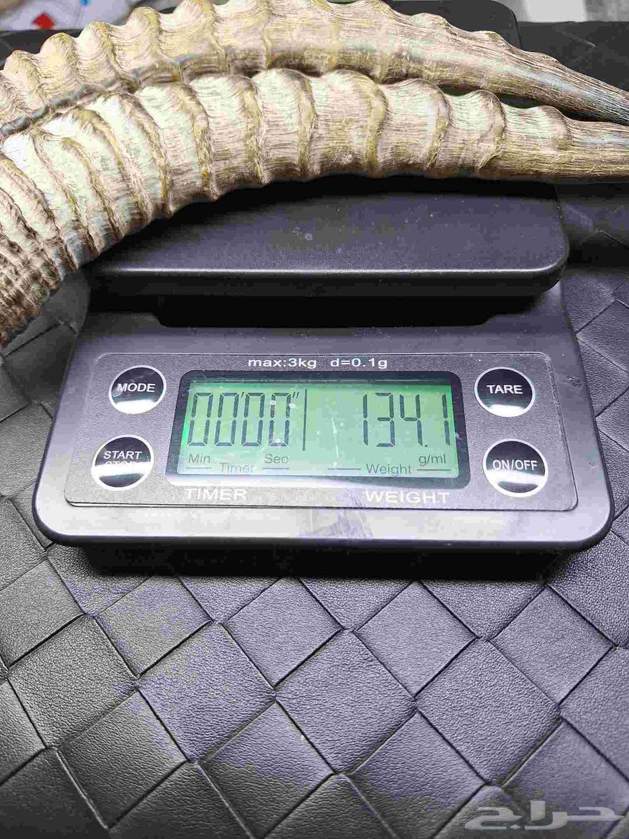 قرن غزال الريم انتيك64213597679106113