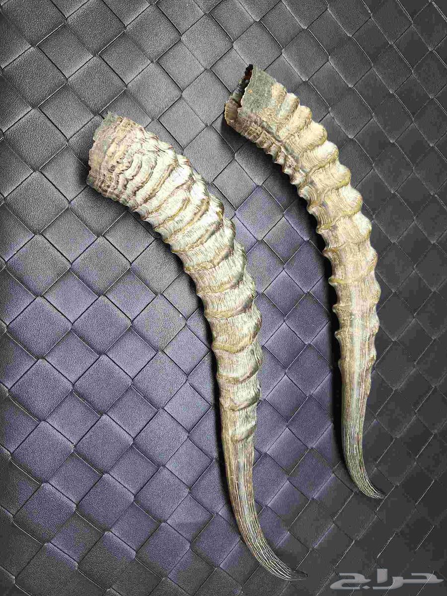 قرن غزال الريم انتيك64213597679106111