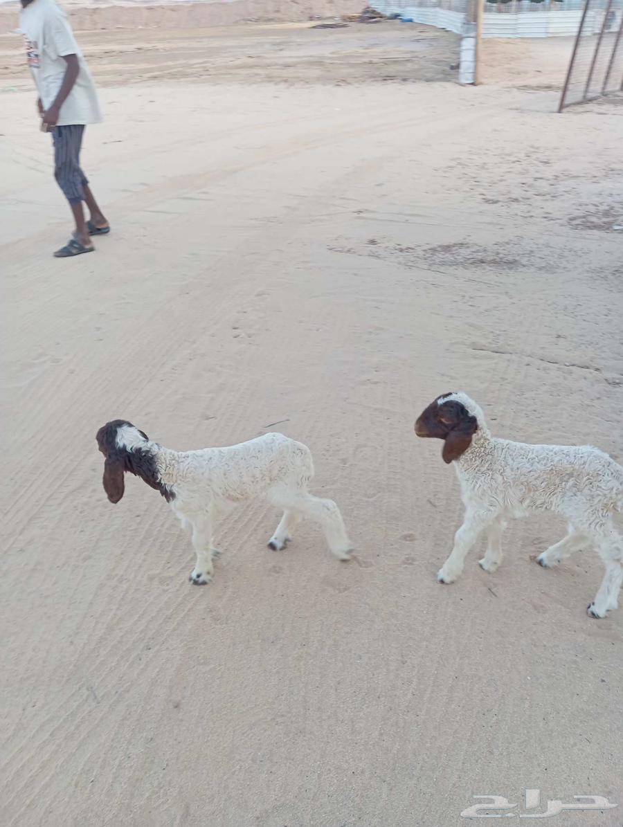 دواغير نعيم شرط رخال64226186553475112