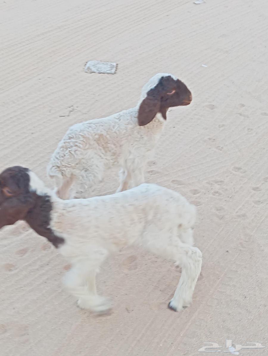 دواغير نعيم شرط رخال64226186553475110