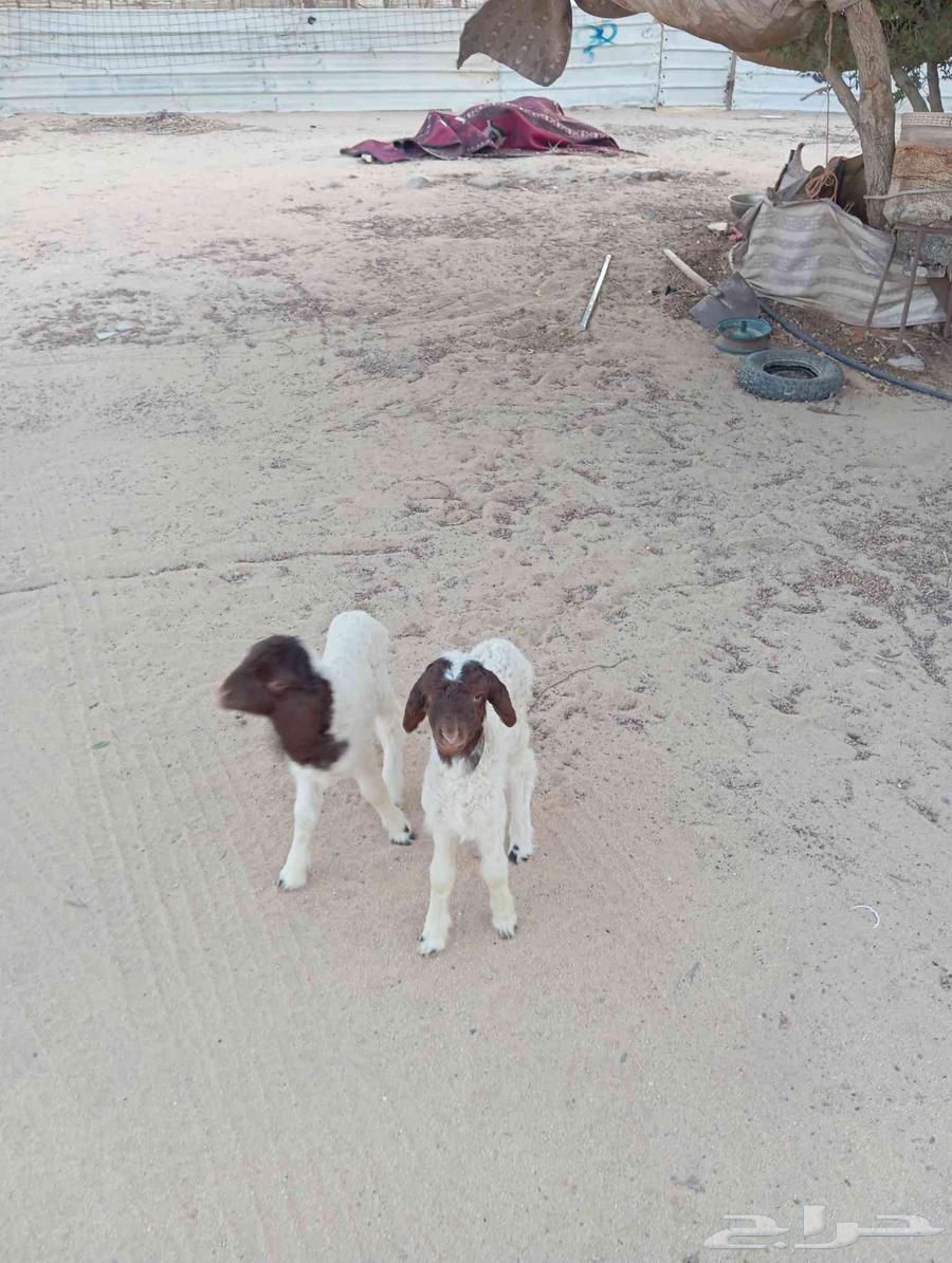 دواغير نعيم شرط رخال64226186553475113