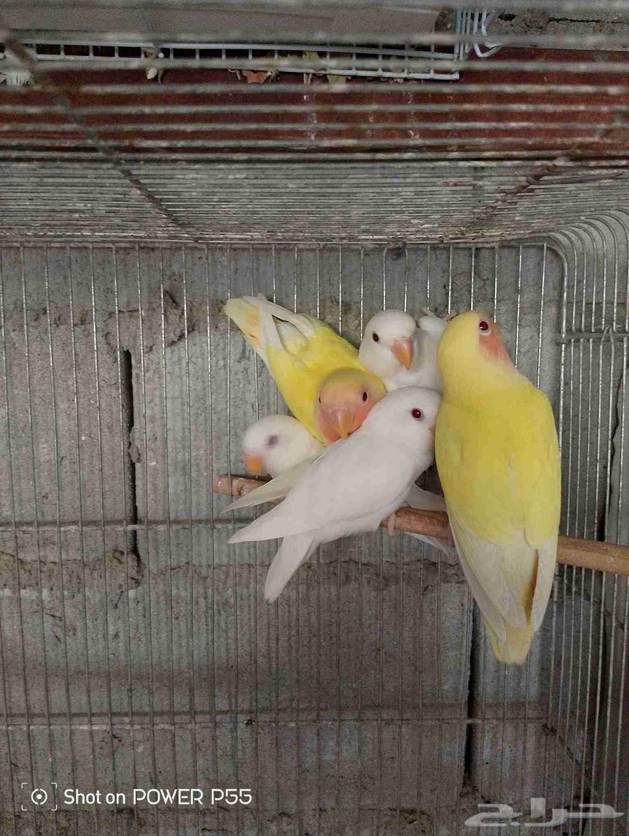 طيور روز64214246341507111