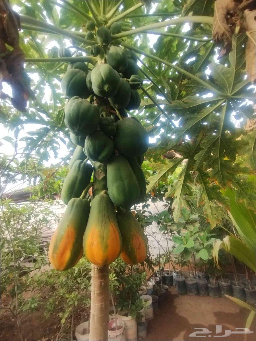 بيع هذا البابايا موقع جدة حي ذهبان64227535464835112