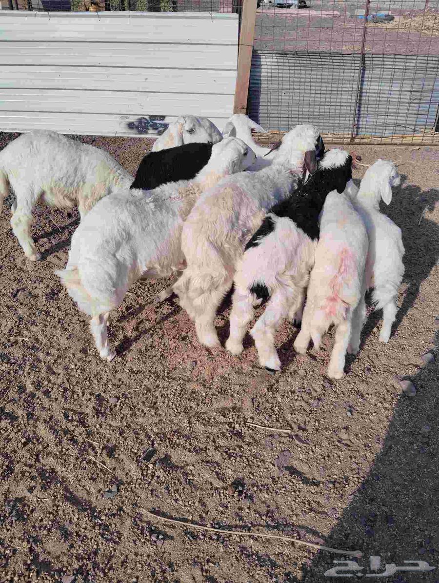 طليان للبيع عددها 964228748373250110