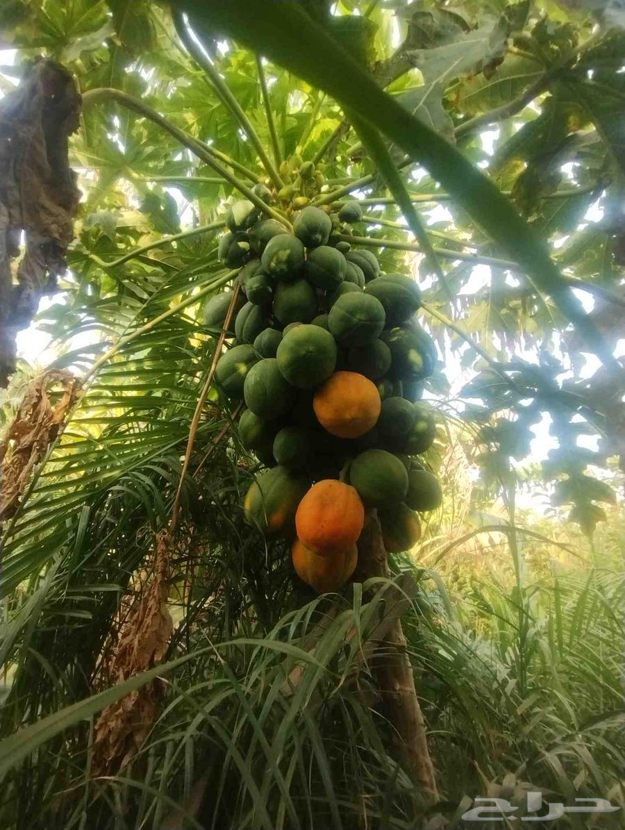 بيع هذا البابايا موقع جدة حي ذهبان64227535464835111