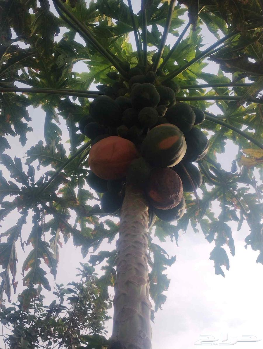 بيع هذا البابايا موقع جدة حي ذهبان64227535464835110