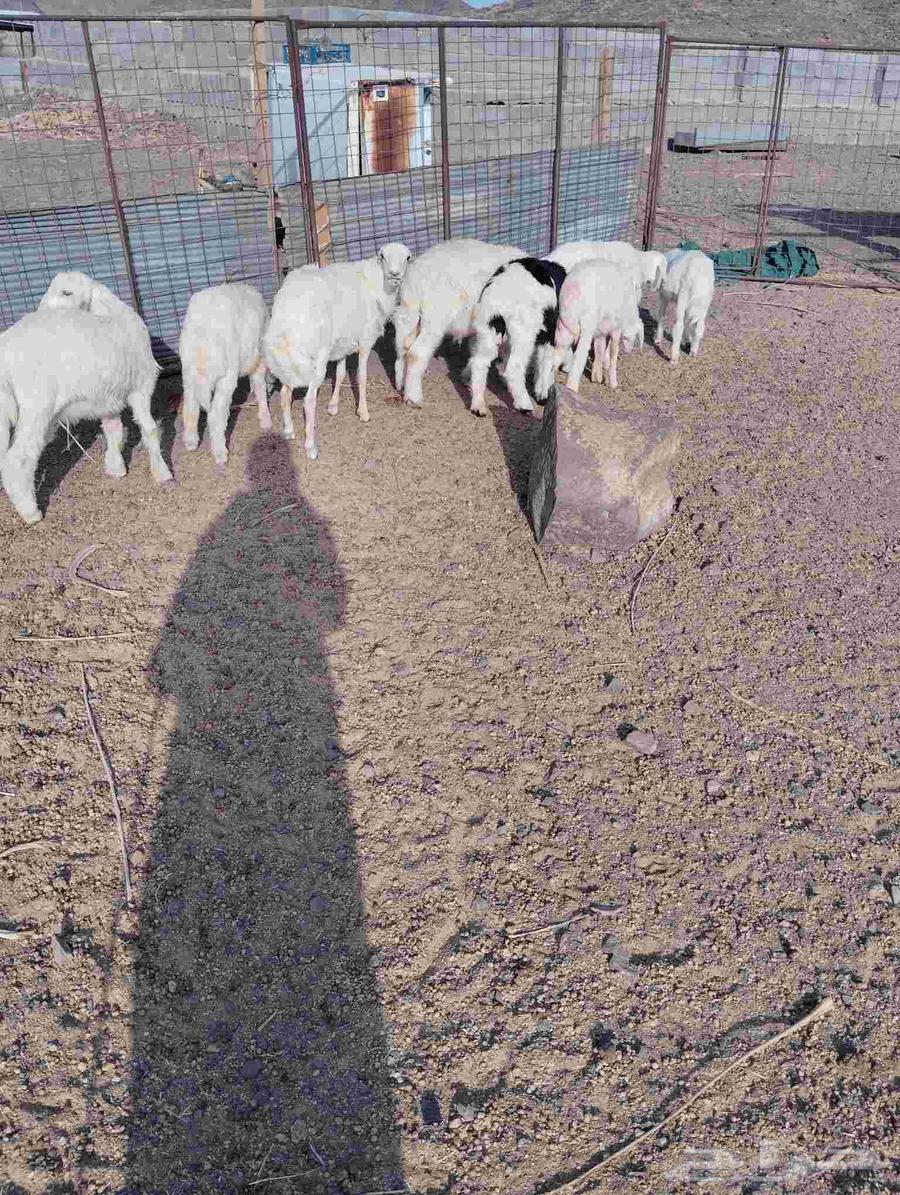 طليان للبيع عددها 964228748373250113