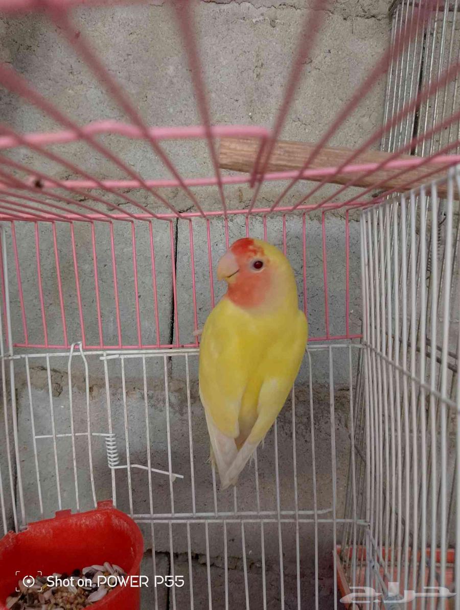 طيور روز64214246341507113