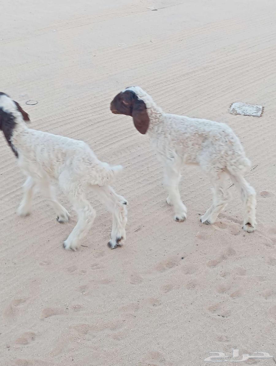 دواغير نعيم شرط رخال64226186553475111