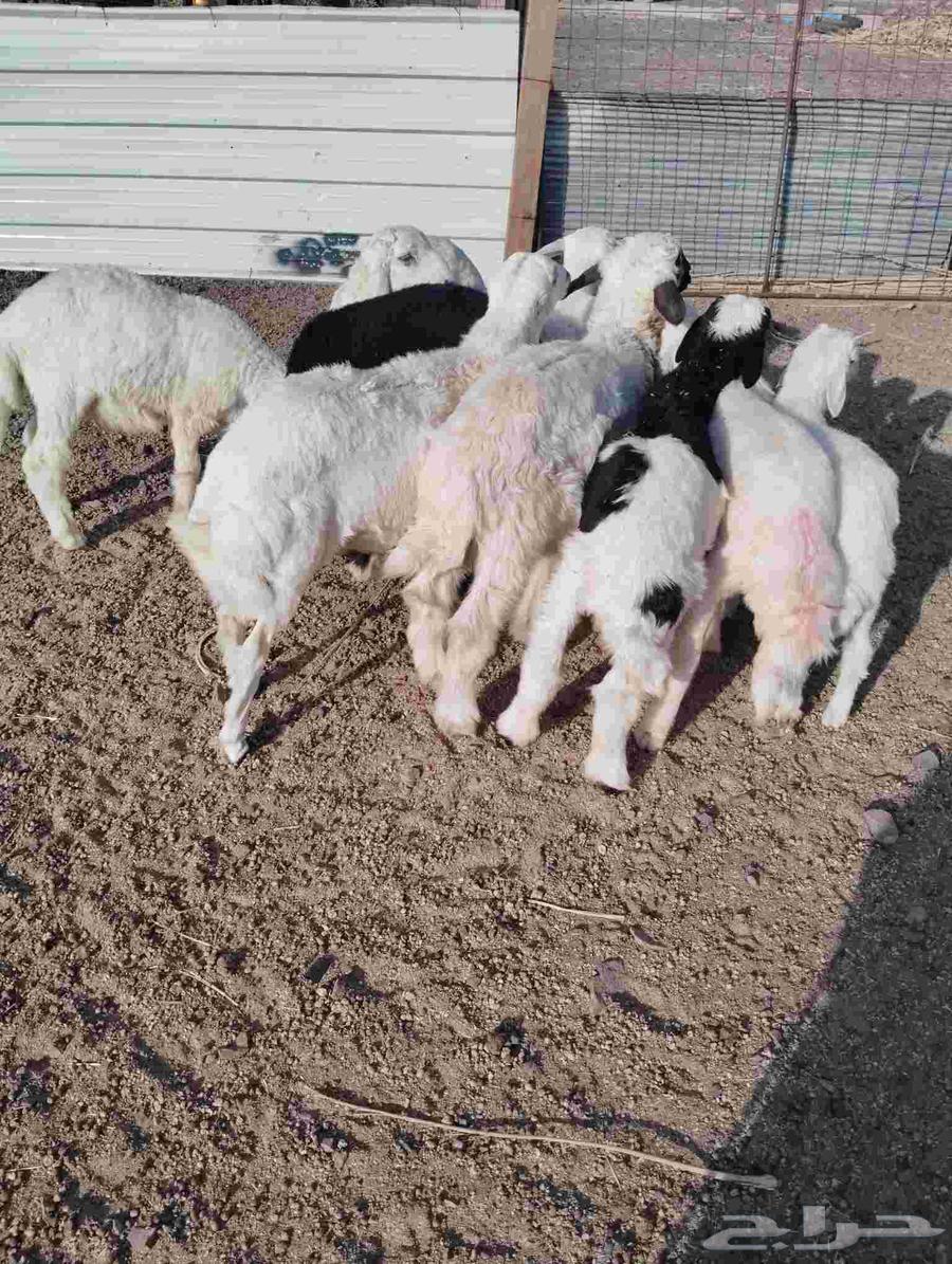 طليان للبيع عددها 964228748373250111