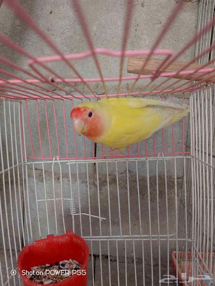 طيور روز64214246341507112