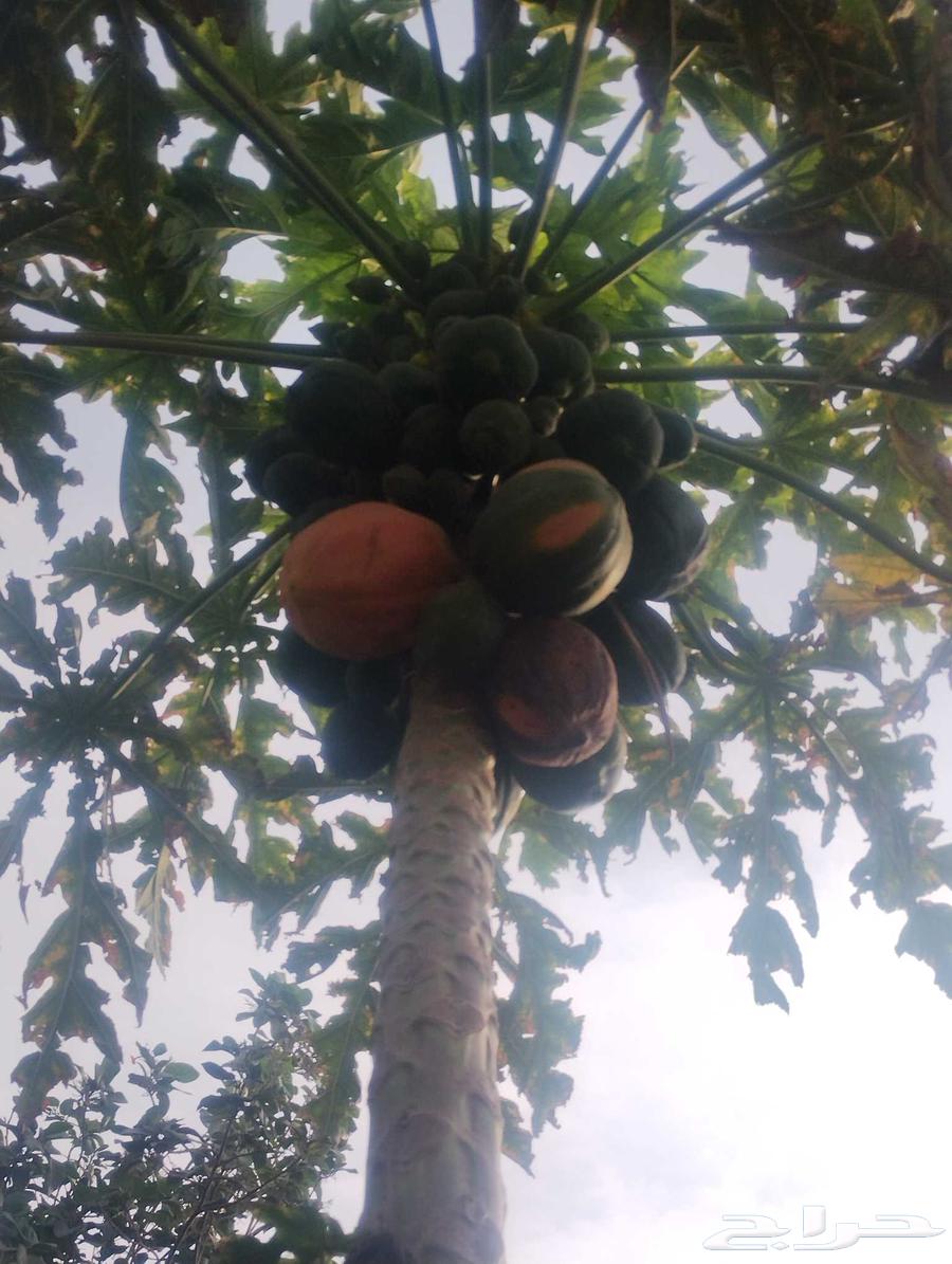 بيع هذا البابايا موقع جدة حي ذهبان64227535464835113