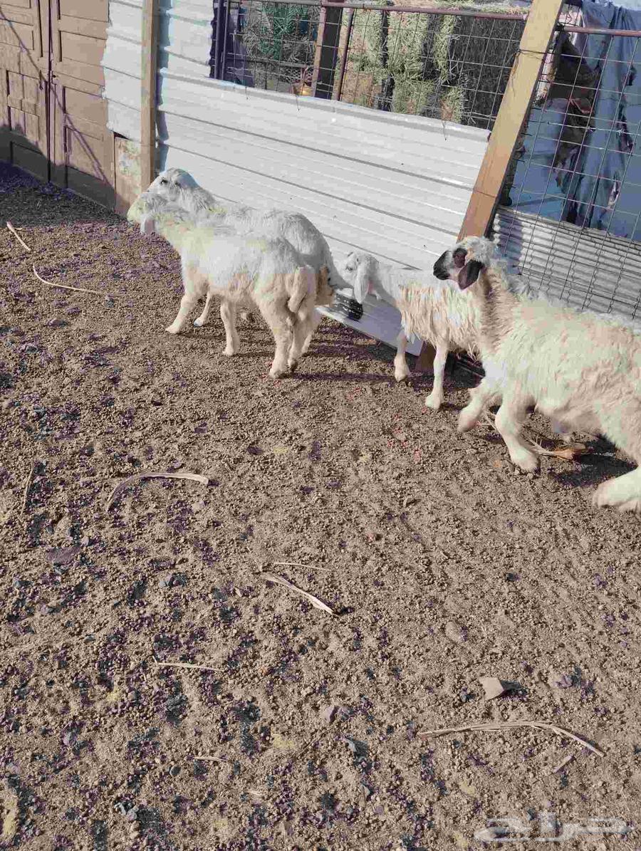 طليان للبيع عددها 964228748373250112