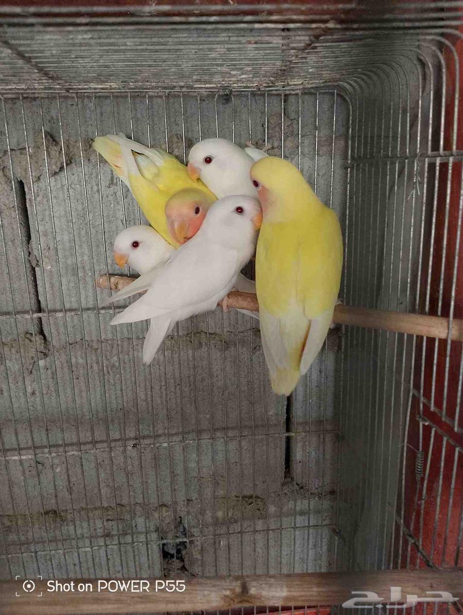 طيور روز64214246341507110