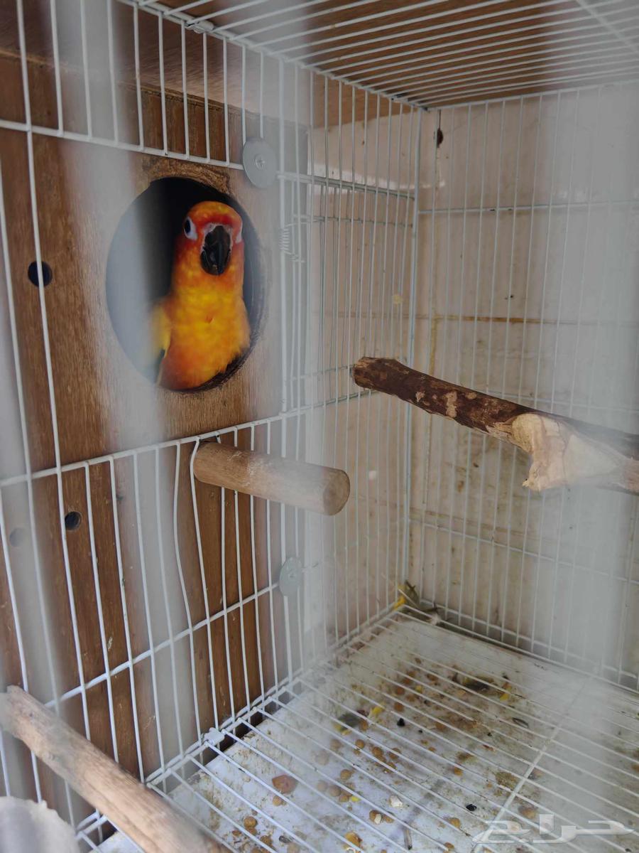 جوز صن كنيور64228938570369113