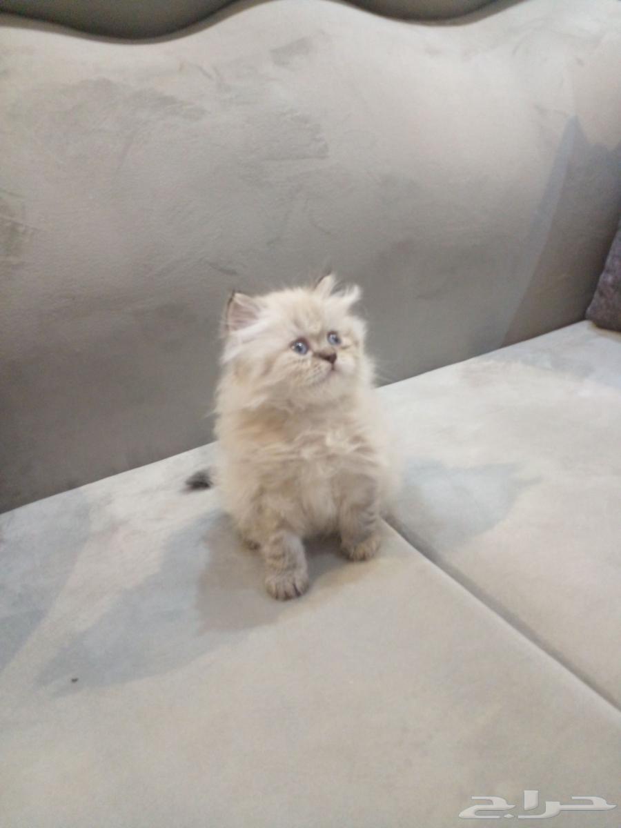 قطة هملأي السعر500ريال الجاداتواصل على الرقم64205474966914110