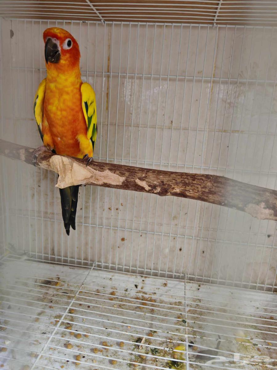 جوز صن كنيور64228938570369110