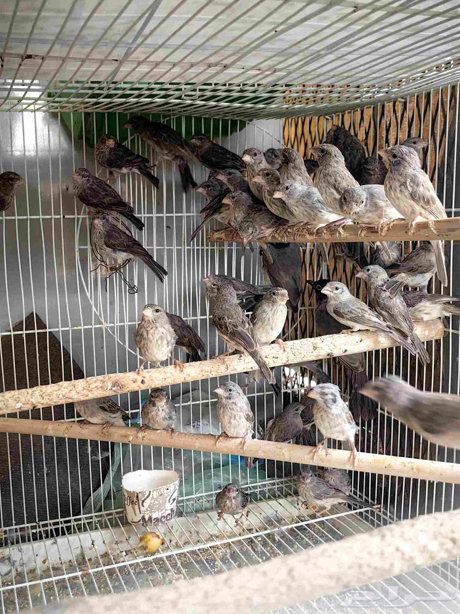 ياسمين طايفي64218398941187110