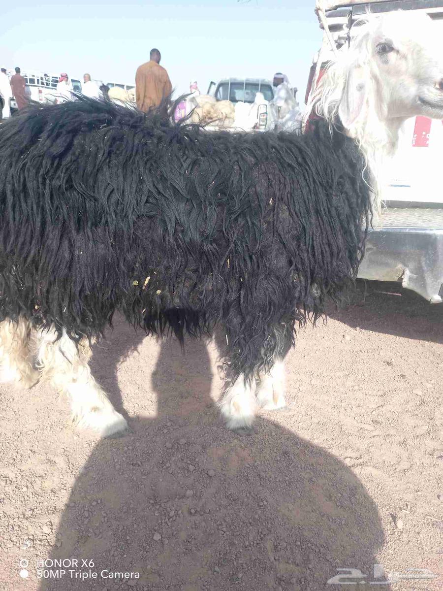 خروف نجدي طيب عمره 4شهور64219641472898110