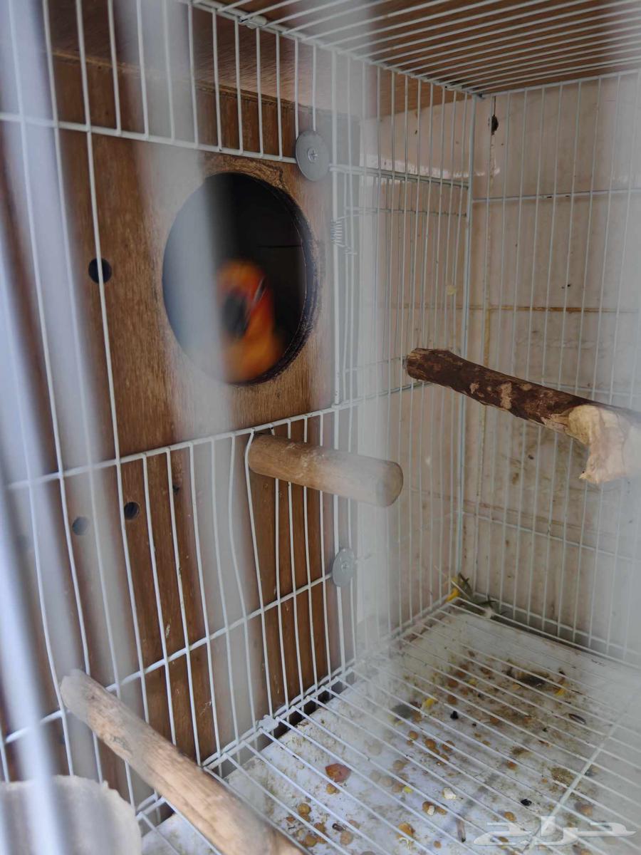 جوز صن كنيور64228938570369114