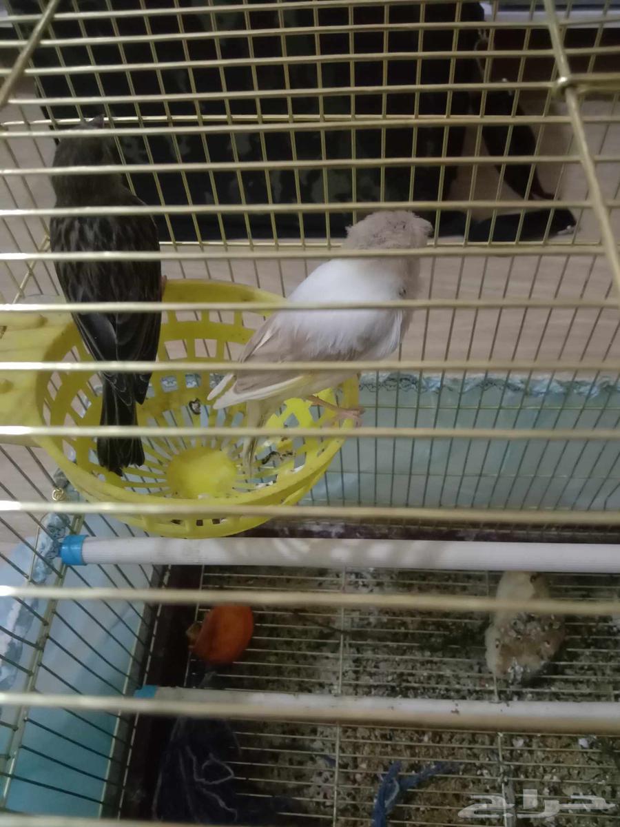 كناري للبيع64210647518210110