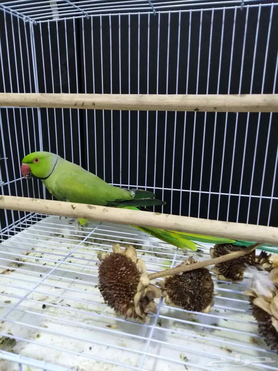 ذكرين دره هندي64213817172354111