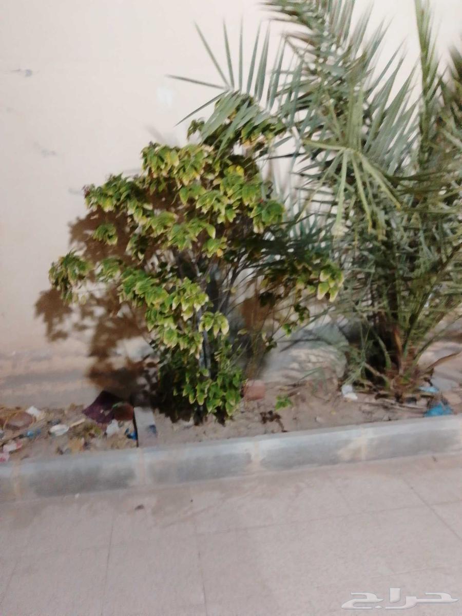Palm trees and shrubs for sale, only the genuine one remains64229479389953111