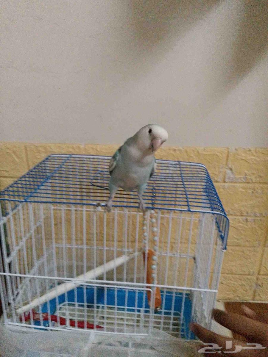 ببغاء روز64230128334593110