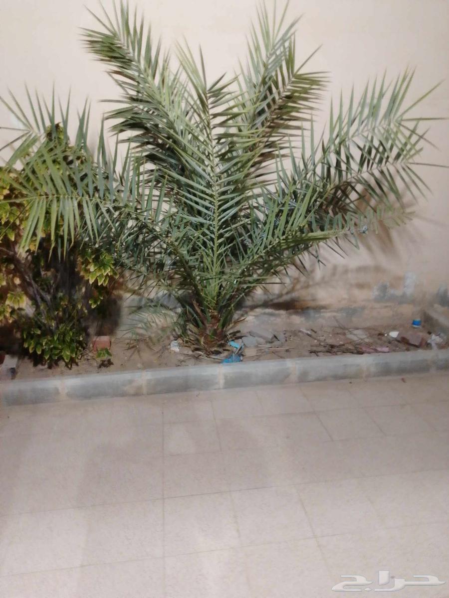 Palm trees and shrubs for sale, only the genuine one remains64229479389953110