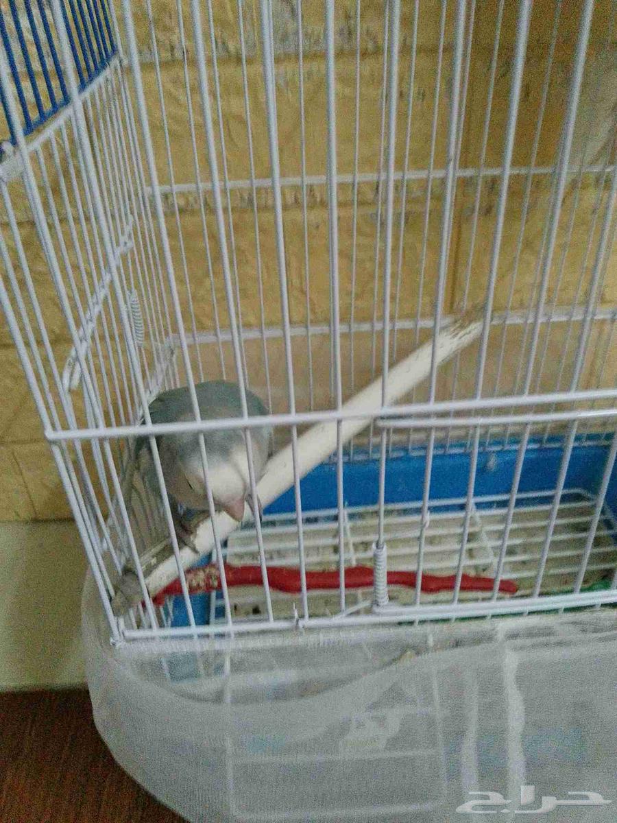 ببغاء روز64230128334593113