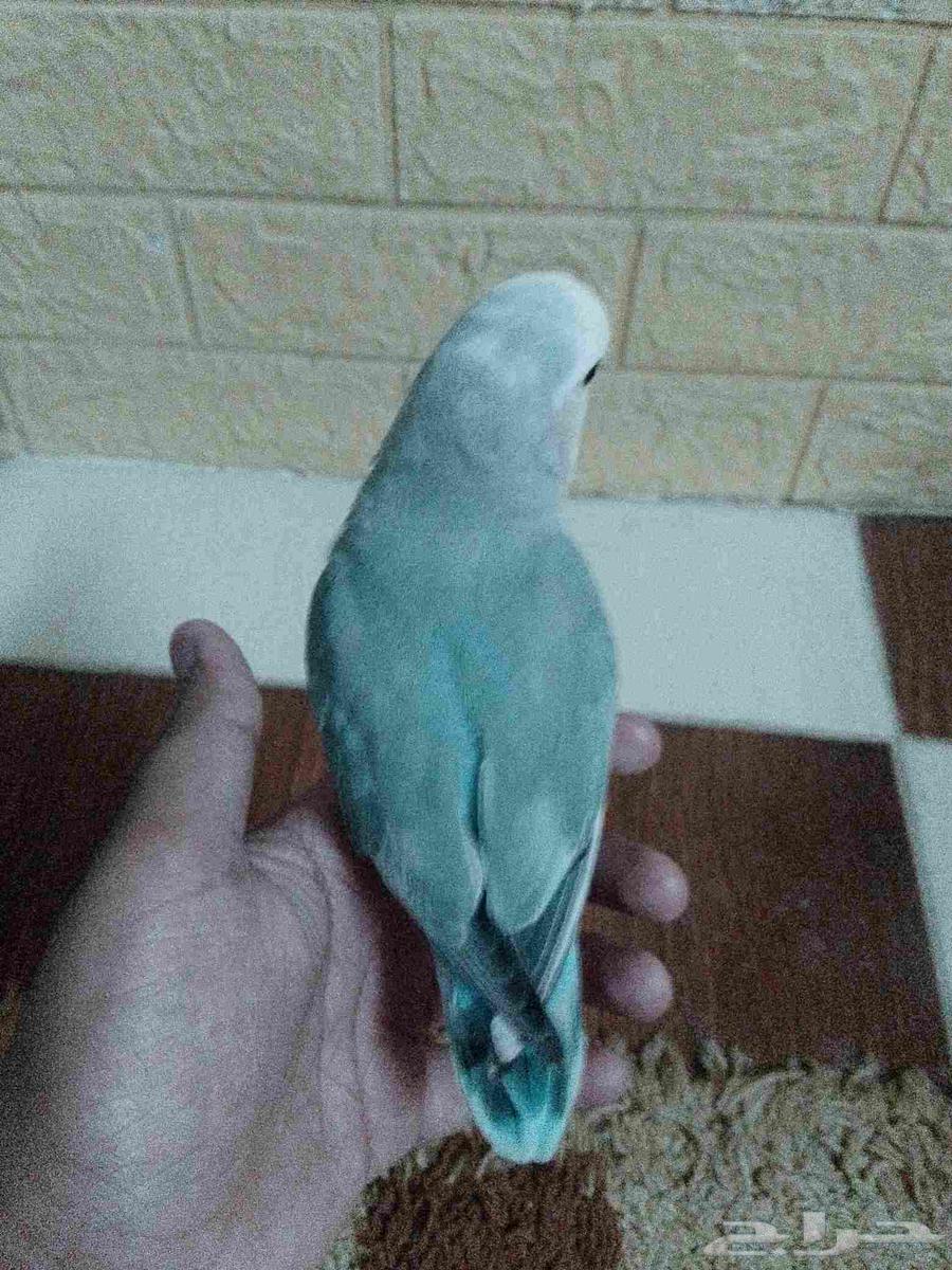 ببغاء روز64230128334593112