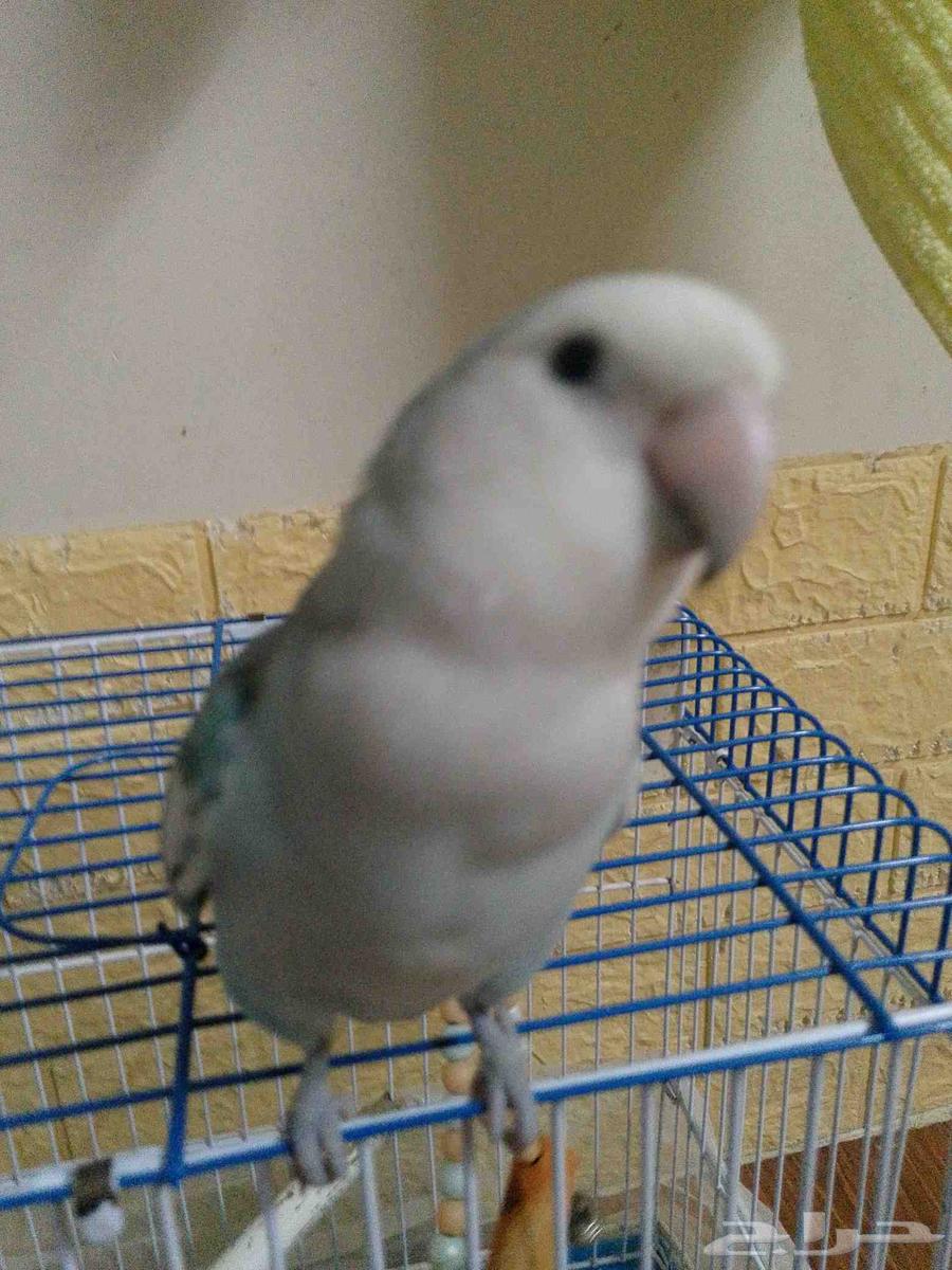 ببغاء روز64230128334593111