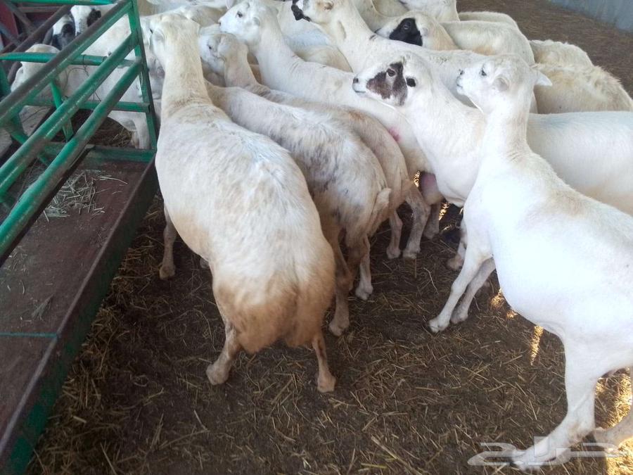 يوجد لدينا ضان رفيديات للبيع العدد 80راس منتجات منها 1064227858206723112