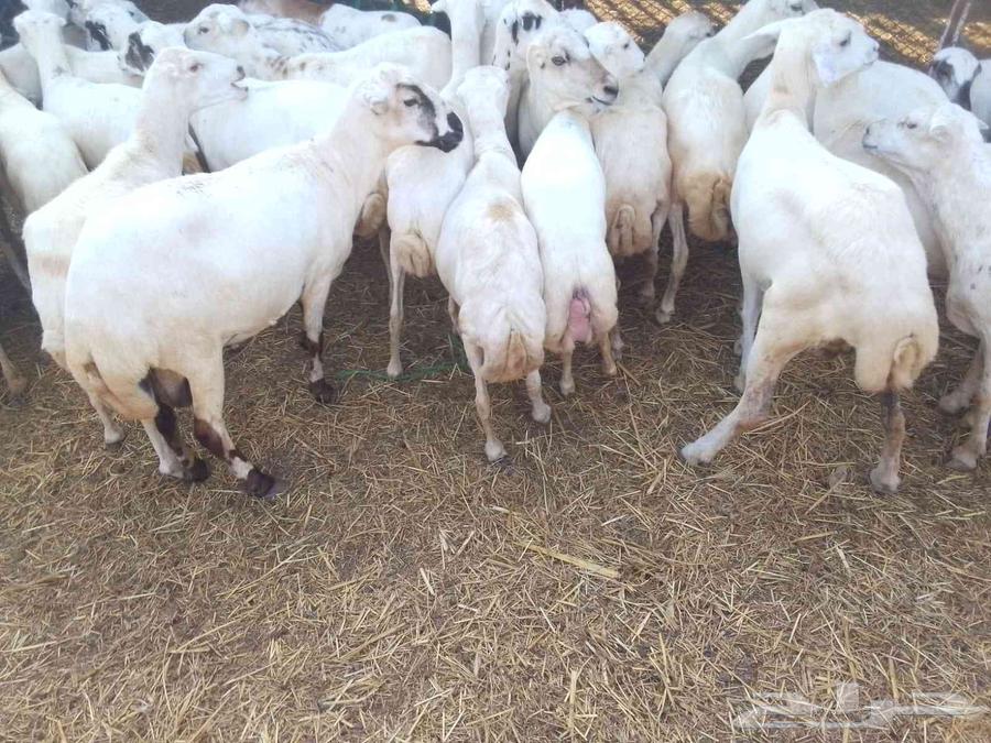 يوجد لدينا ضان رفيديات للبيع العدد 80راس منتجات منها 1064227858206723113