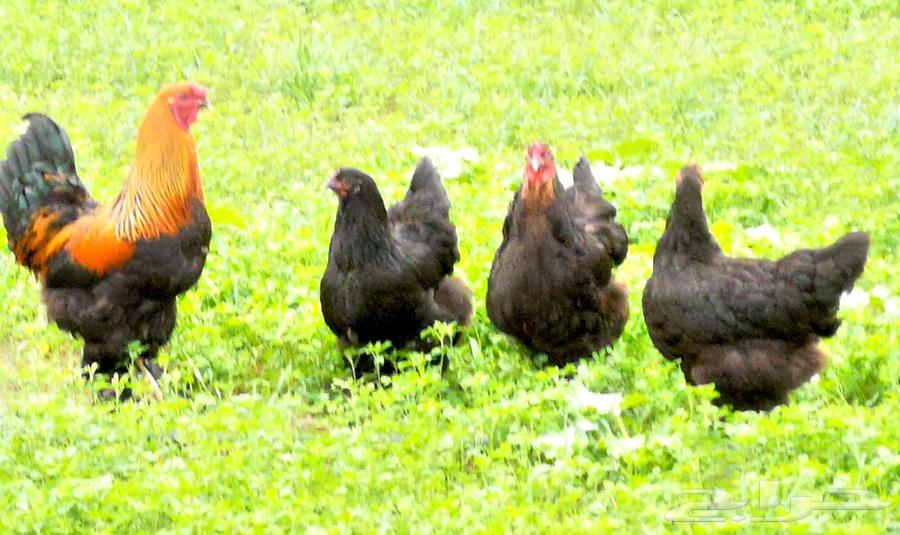 طقم براهما أسود64230998402945111