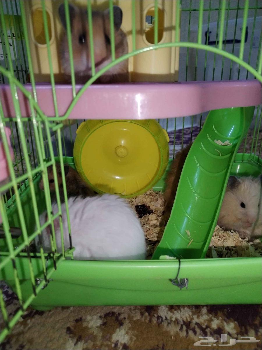 هامستر سوري للبيع64204958314114113