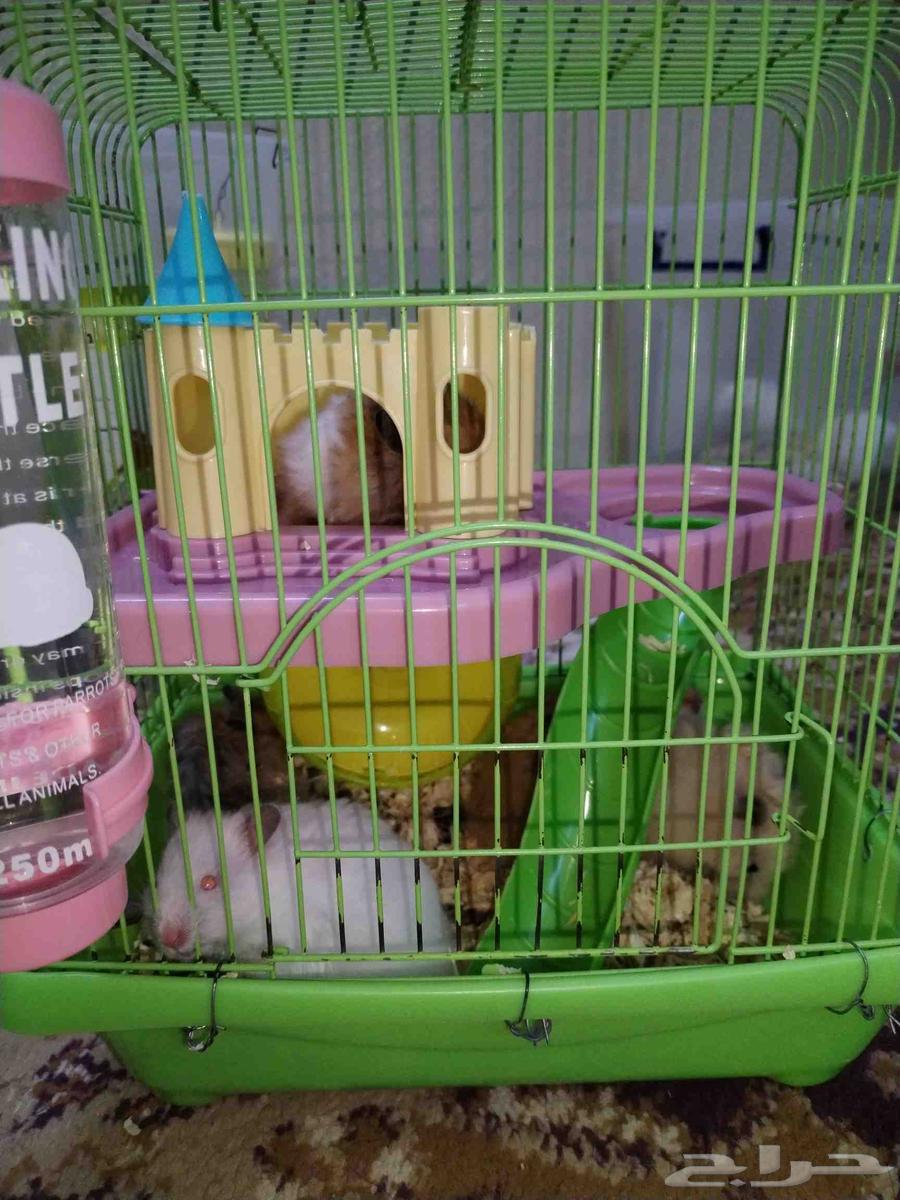هامستر سوري للبيع64204958314114112
