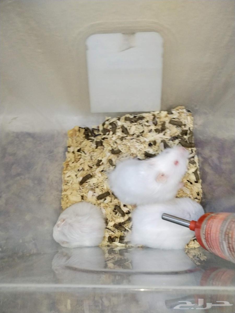 هامستر سوري للبيع64204958314114114