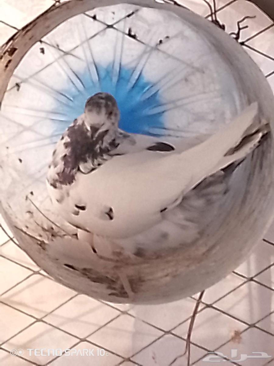 حمامه باكستانيه للبيع64222123397249110