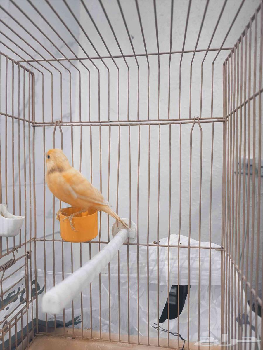 ذكر كناري وحش64212760088578111