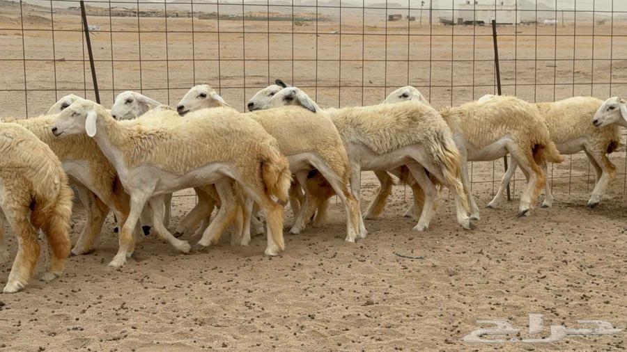 غنم حريات رخال طيبه64224840353155113