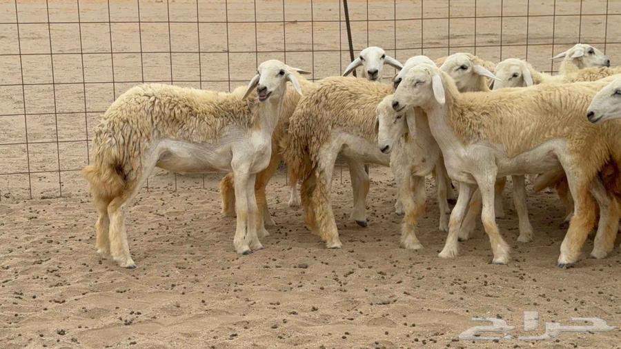 غنم حريات رخال طيبه64224840353155114