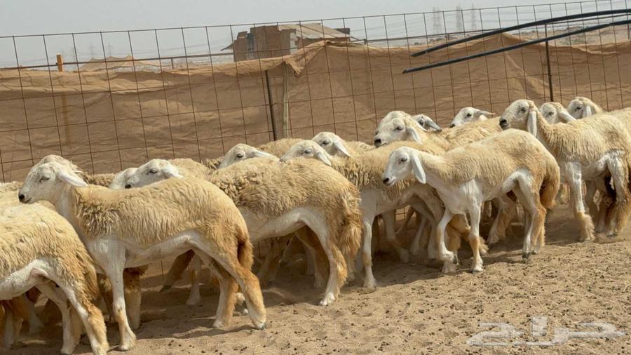 غنم حريات رخال طيبه64224840353155111